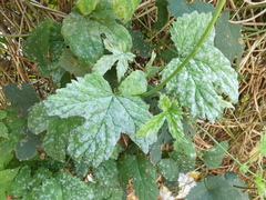 Podosphaera macularis