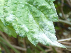 Podosphaera macularis