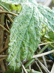 Podosphaera macularis