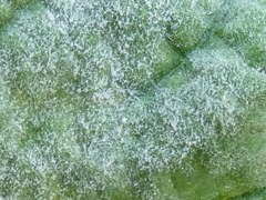 Podosphaera macularis