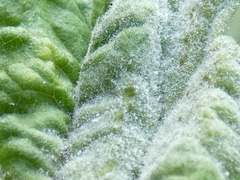 Podosphaera macularis