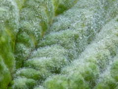 Podosphaera macularis