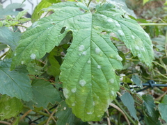 Podosphaera macularis