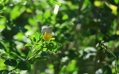 Iolana iolas