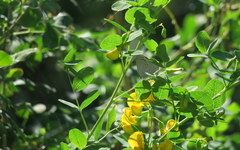 Iolana iolas