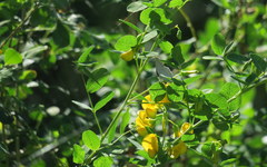 Iolana iolas