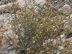 Chiliadenus iphionoides