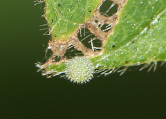 Neptis hylas varmona