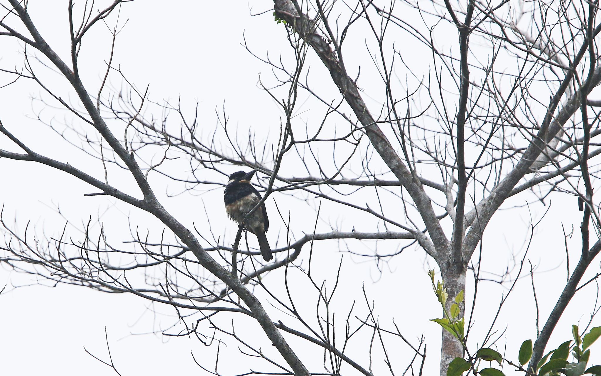 Black-breasted Puffbird illustration
