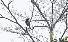 Notharchus pectoralis