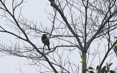 Notharchus pectoralis