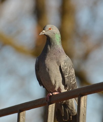 Columba livia