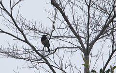 Notharchus pectoralis