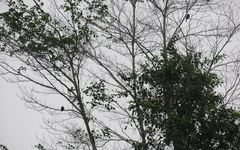 Notharchus pectoralis