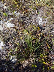 Schizachyrium stoloniferum