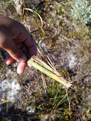 Schizachyrium stoloniferum