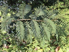Paraserianthes
