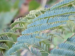 Paraserianthes