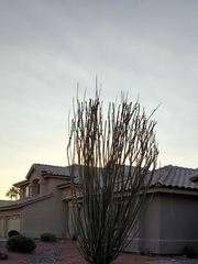 Fouquieria splendens