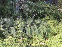 Paraserianthes