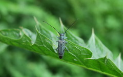 Saperda punctata
