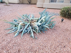 Agave americana