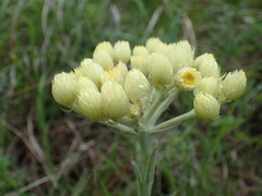 Helichrysum auriceps