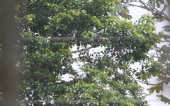 Ortalis erythroptera