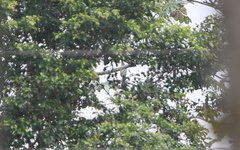 Ortalis erythroptera