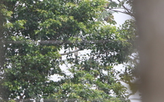 Ortalis erythroptera