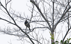 Notharchus pectoralis