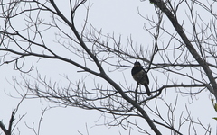 Notharchus pectoralis