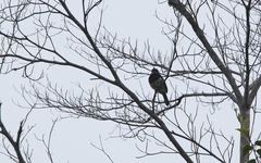 Notharchus pectoralis