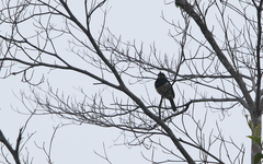 Notharchus pectoralis