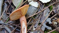 Lactarius fragilis