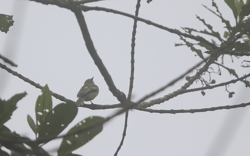 Yellow-winged Flatbill (Tolmomyias flavotectus), photo 8