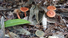 Lactarius fragilis