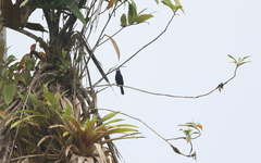 Sporophila crassirostris