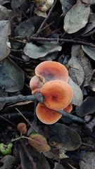 Lactarius fragilis