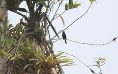 Sporophila crassirostris