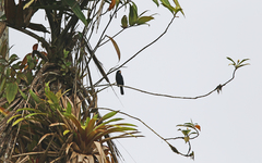 Sporophila crassirostris
