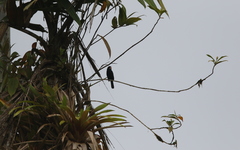 Sporophila crassirostris