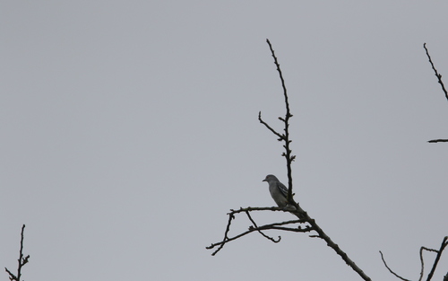 Black-tipped Cotinga (Carpodectes hopkei), photo 5