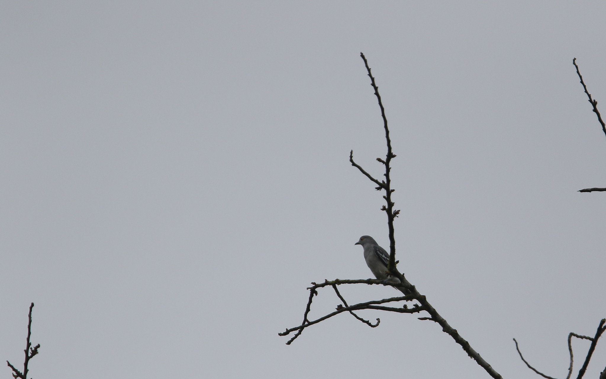 Black-tipped Cotinga (Carpodectes hopkei), photo 7