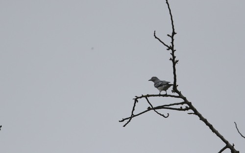 Black-tipped Cotinga (Carpodectes hopkei), photo 6