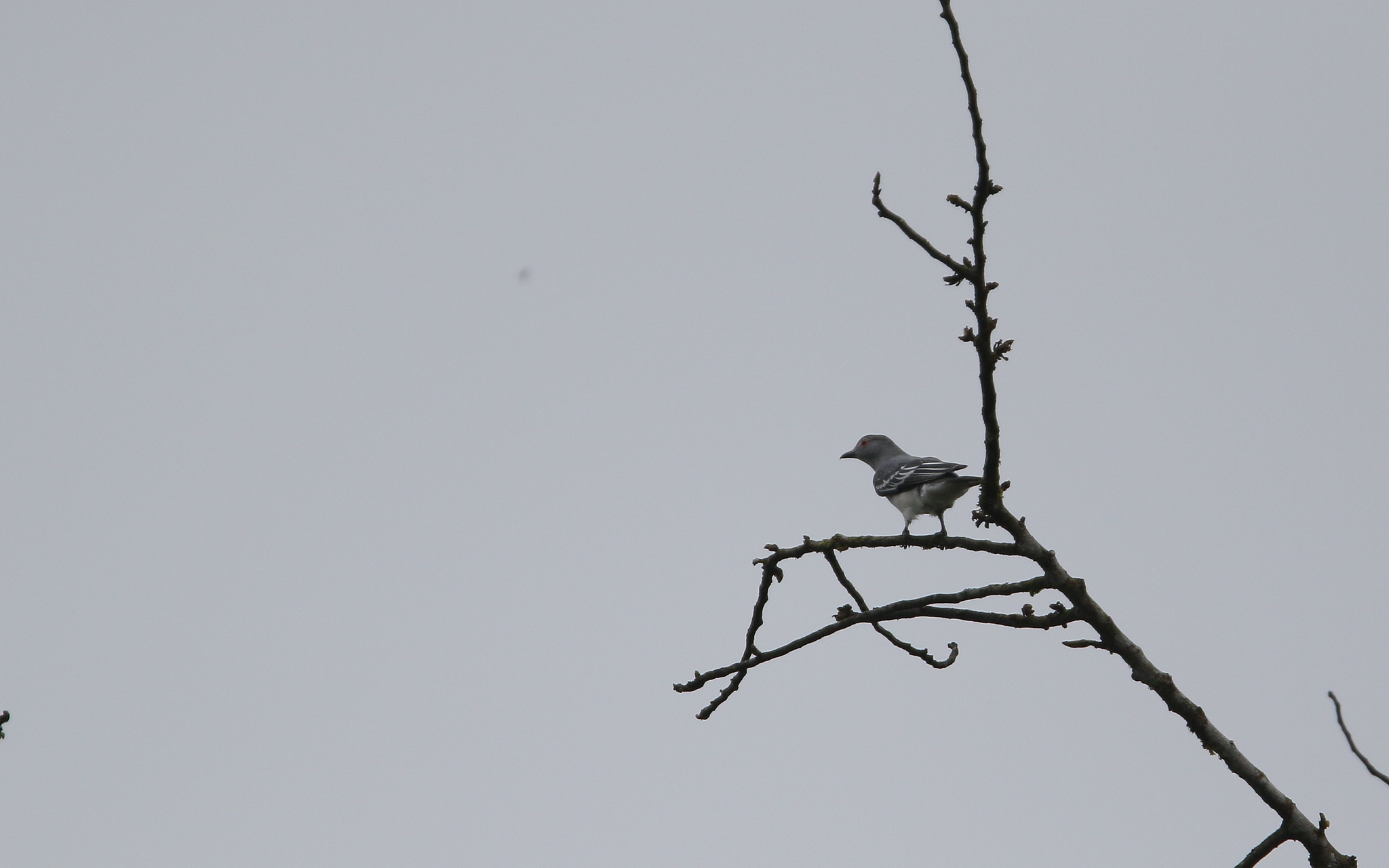 Black-tipped Cotinga (Carpodectes hopkei), photo 8