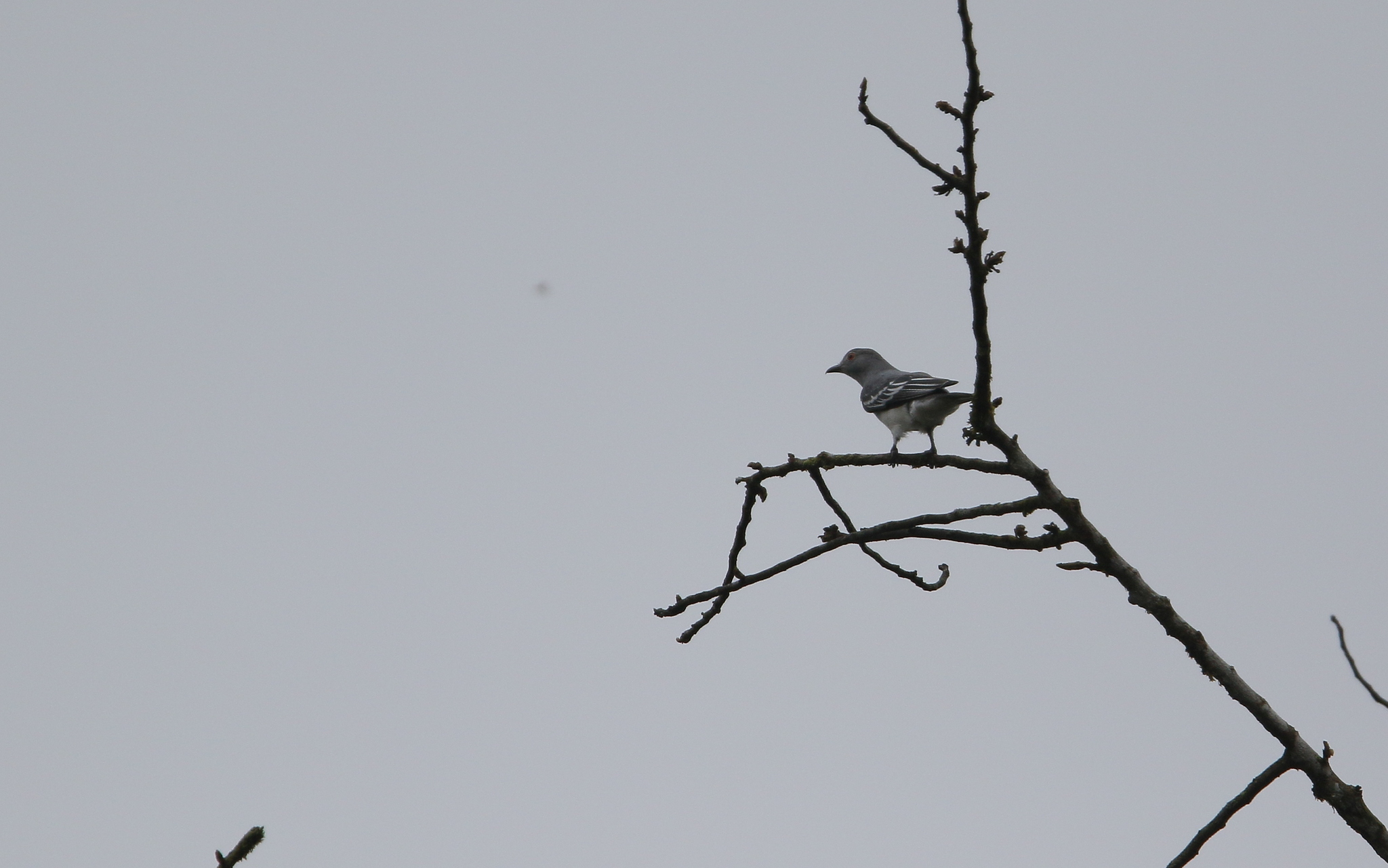 Black-tipped Cotinga (Carpodectes hopkei), photo 9