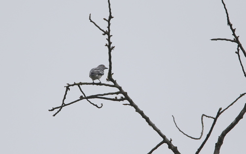 Black-tipped Cotinga (Carpodectes hopkei), photo 10