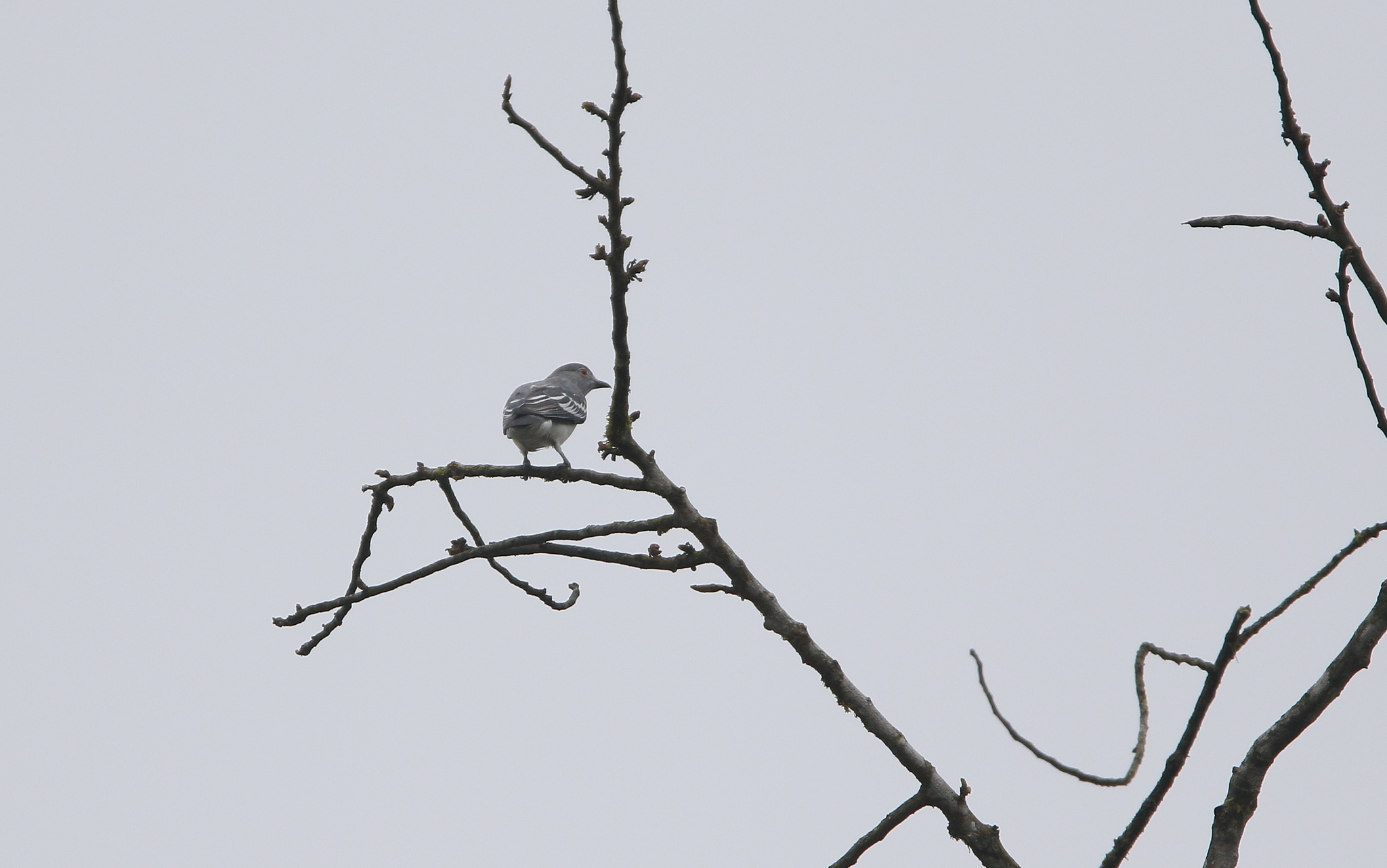 Black-tipped Cotinga (Carpodectes hopkei), photo 10