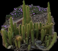 Cleistocactus